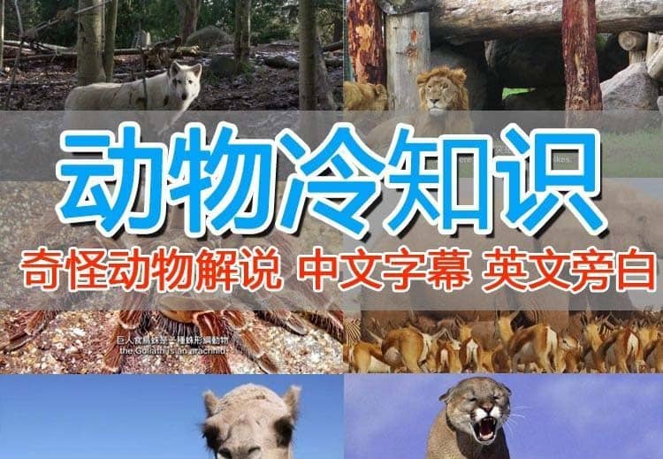外面卖1699的国外纪录片解说（动物解说、美食、动画片）稳过中视频网创吧-网创项目资源站-副业项目-创业项目-搞钱项目八百网赚